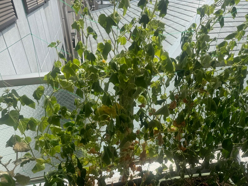 正体不明の植物の正体