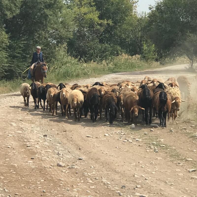 カザフスタンと羊